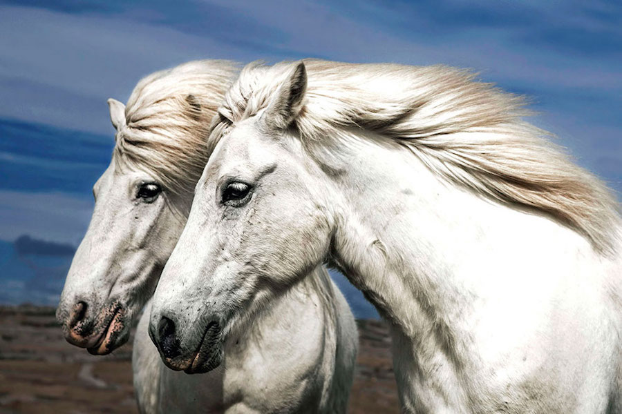 Horses 3