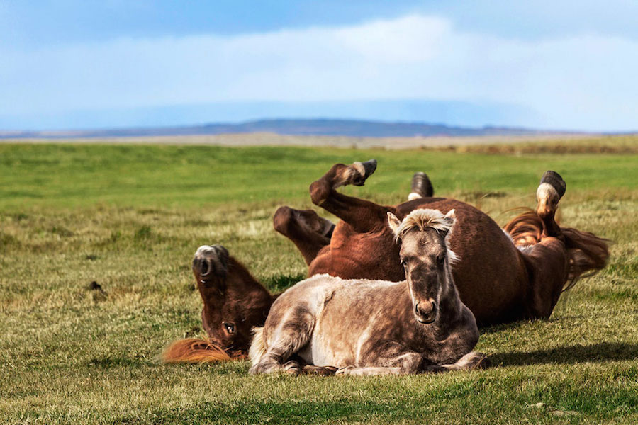 Horses 4