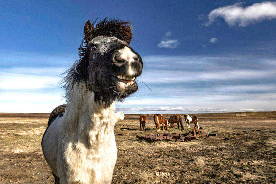 Horses 5