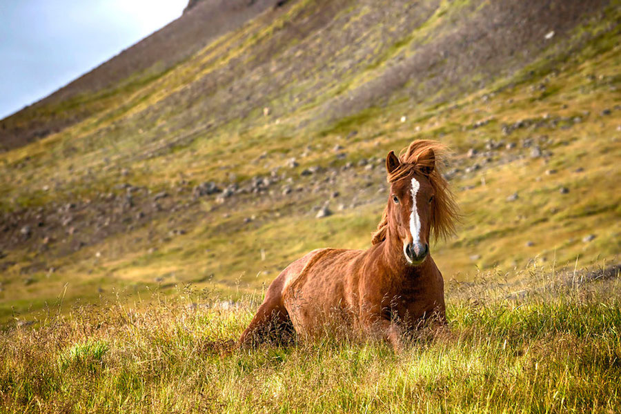 Horses 6