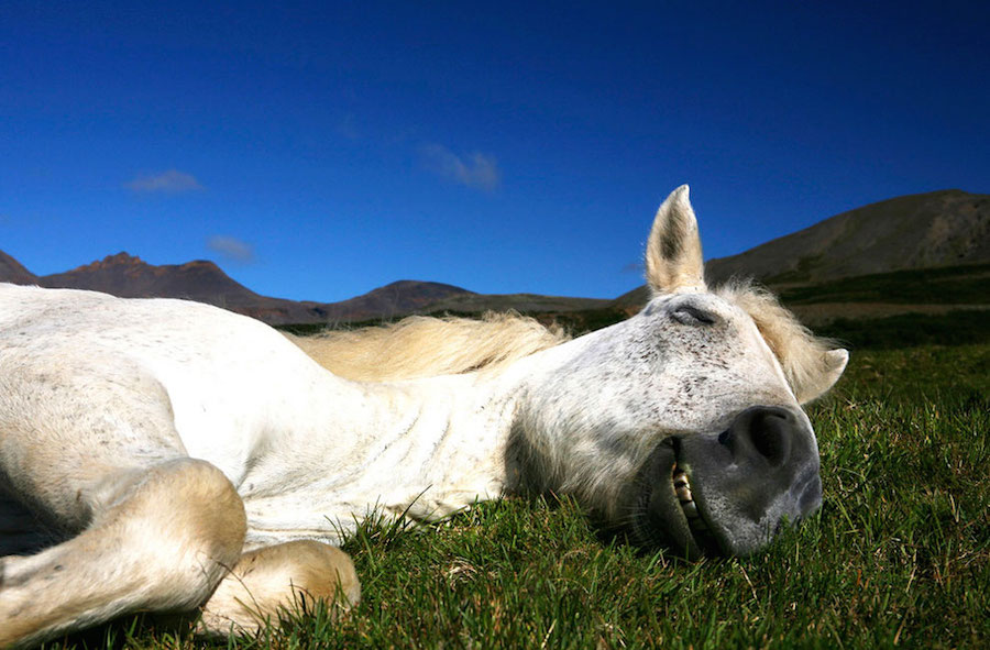 Horses 7
