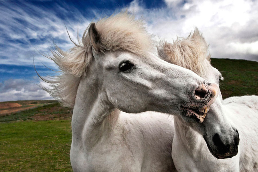 Horses 8