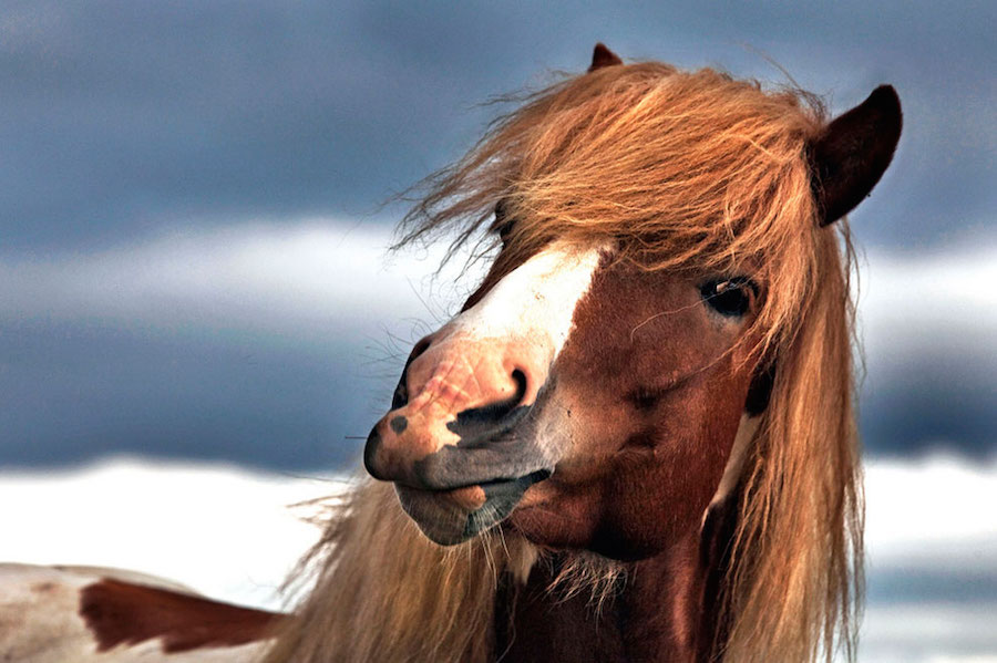 Horses 9