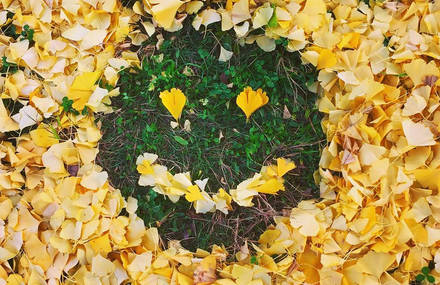 Fallen Leaves Art in Japan