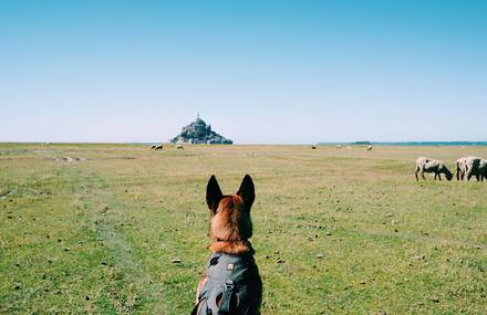Walking 3330km Through France with a Dog