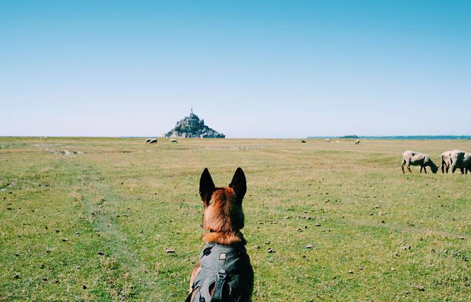 Walking 3330km Through France with a Dog