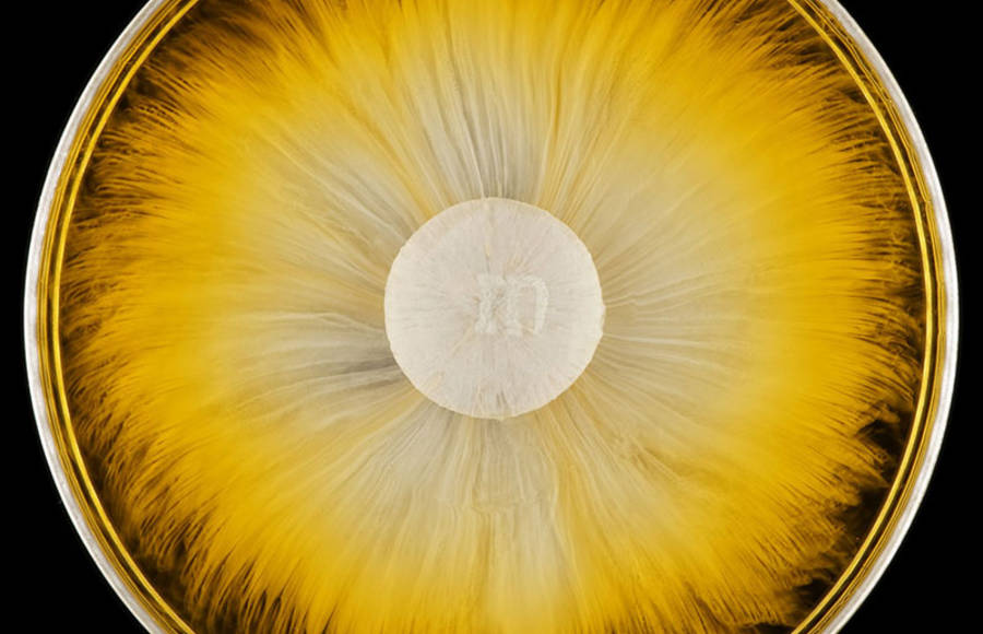 Captivating Colorful Pictures of M&Ms Dissolving in Water