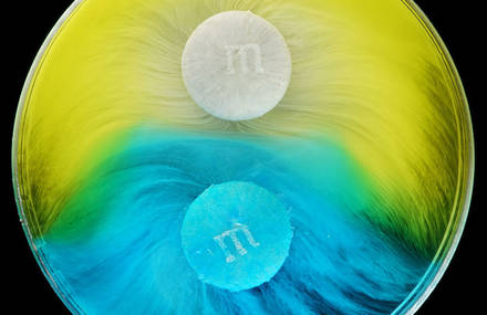 Captivating Colorful Pictures of M&Ms Dissolving in Water
