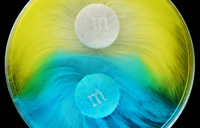Captivating Colorful Pictures of M&Ms Dissolving in Water