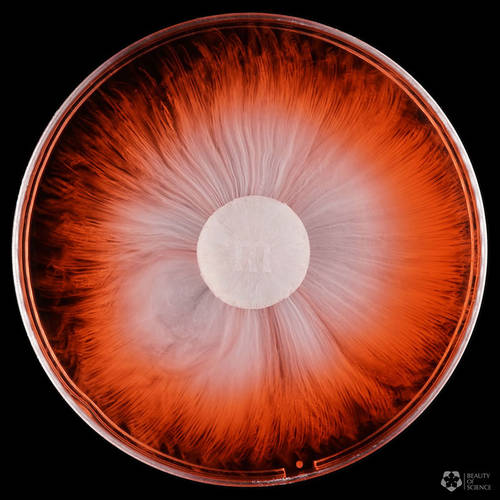 Captivating Colorful Pictures of M&Ms Dissolving in Water – Fubiz Media