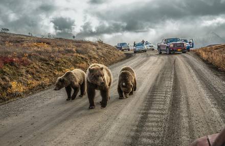The Most Incredible National Geographic Pictures of 2016
