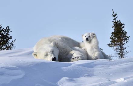 Comedy Wildlife Photography Awards 2016 Winners