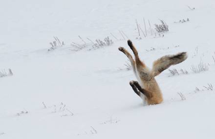 Comedy Wildlife Photography Awards 2016 Winners