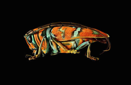 Beautiful Microsculpture Project by Levon Biss