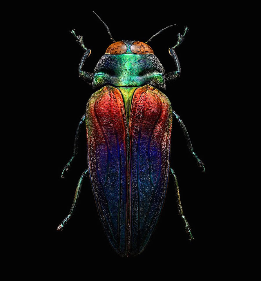 Insects9