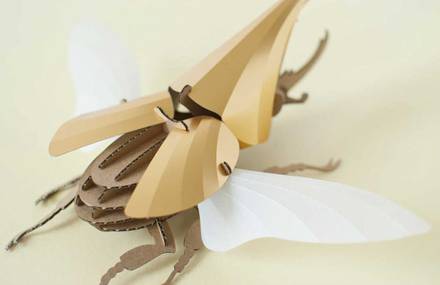 Inventive Paper Beetles Kits