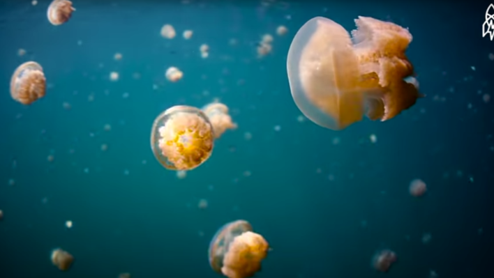 The Amazing Lake of Jellyfish in Palau