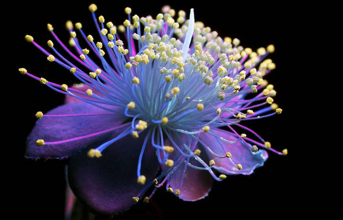 Whimsical Pictures of Glowing Flowers