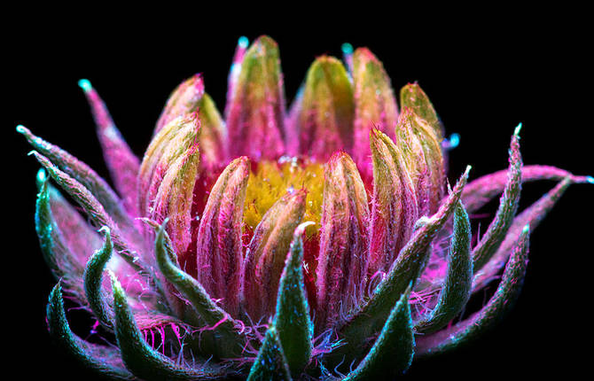 Whimsical Pictures of Glowing Flowers