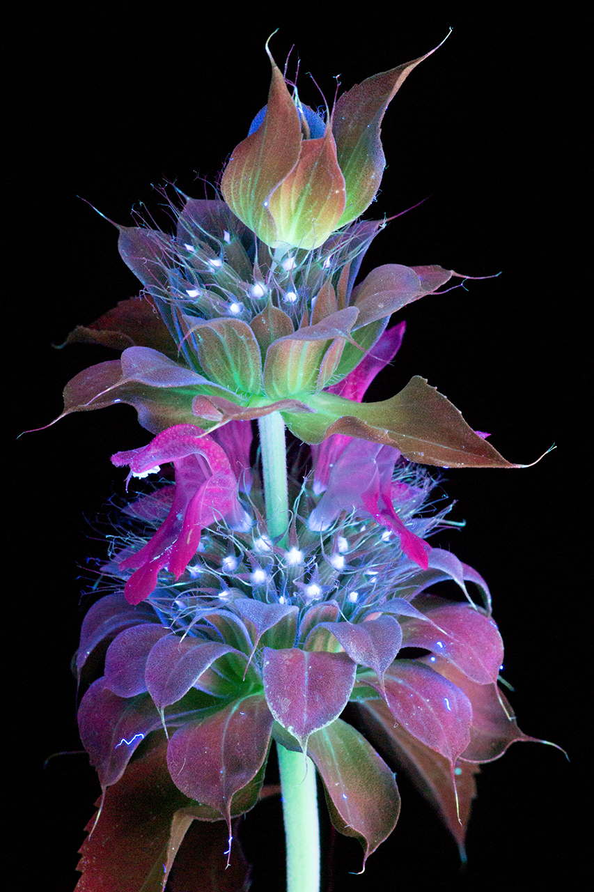 glowingflowersUV5