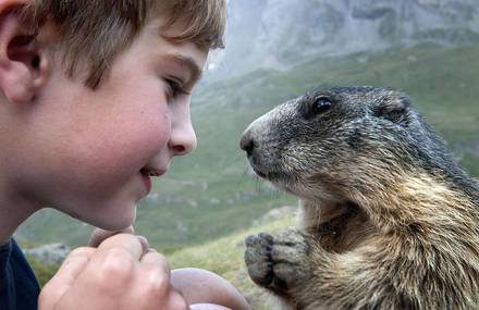 Cute Series about a Young Boy Friendship with Marmots