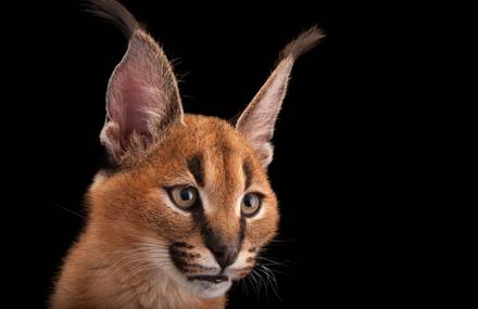 Never Seen Wildcats in a Joel Sartore Series