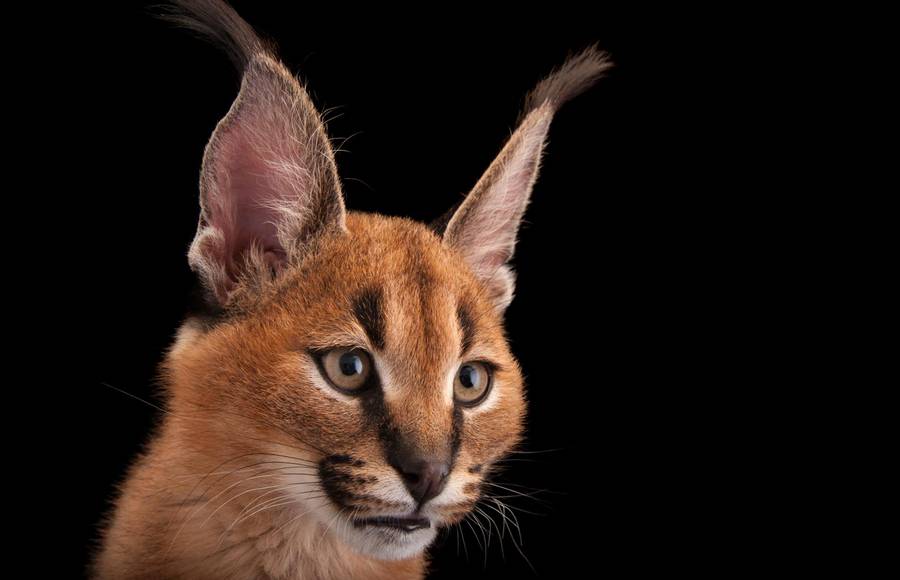 Never Seen Wildcats in a Joel Sartore Series