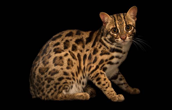 Never Seen Wildcats in a Joel Sartore Series