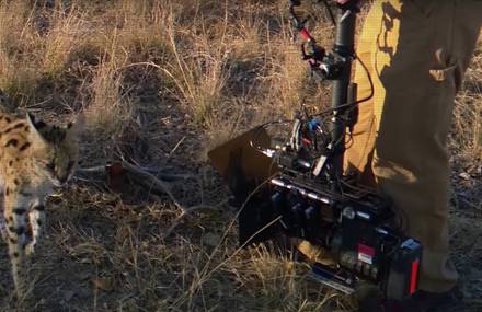 How BBC Earth Reports Its Ahurising Images