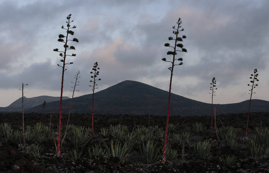 Sumptuous Landscape After a Volcanic Eruption