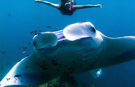 Wonderful Moment with Ray Manta