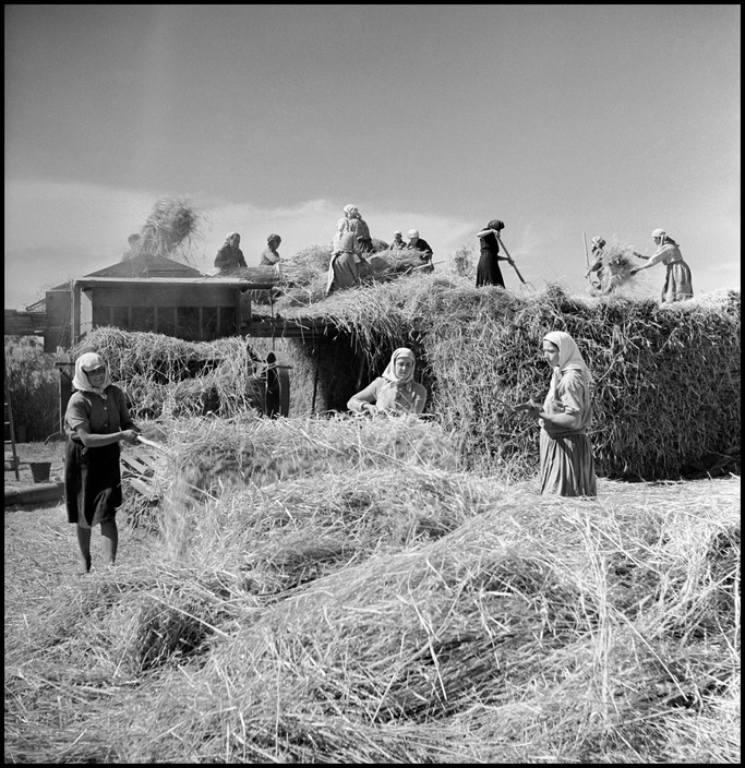 USSR. Ukraine. 1947. Reaping wheat on Shevchenko collective farm.