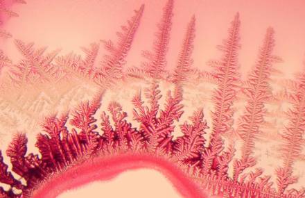 Mesmerizing Microscopic Timelapse of Freezing Crystals