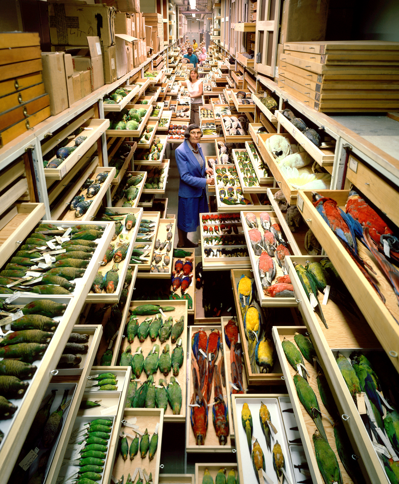 Birds Collections, National Museum of Natural History