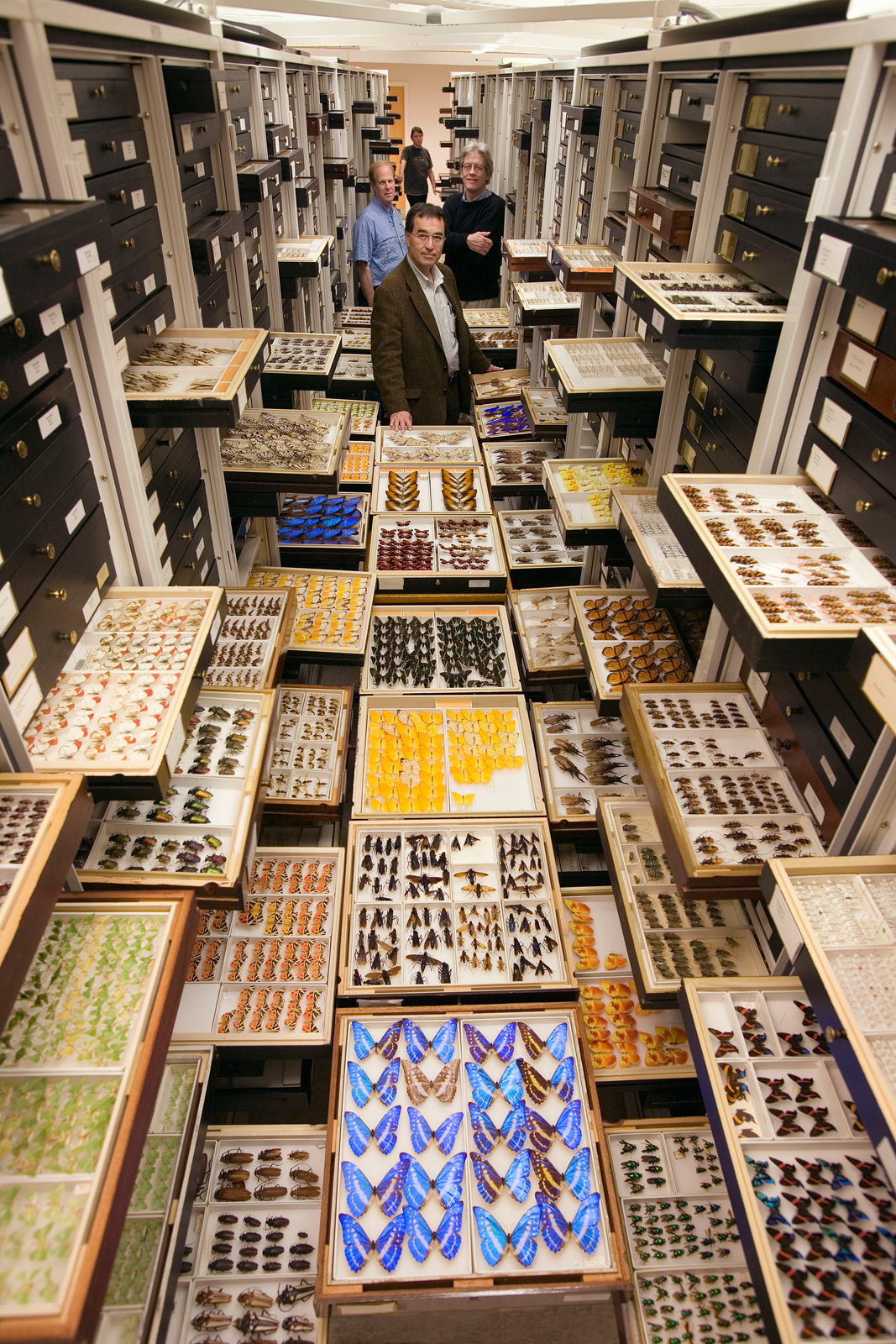 Entomology Collections, National Museum of Natural History