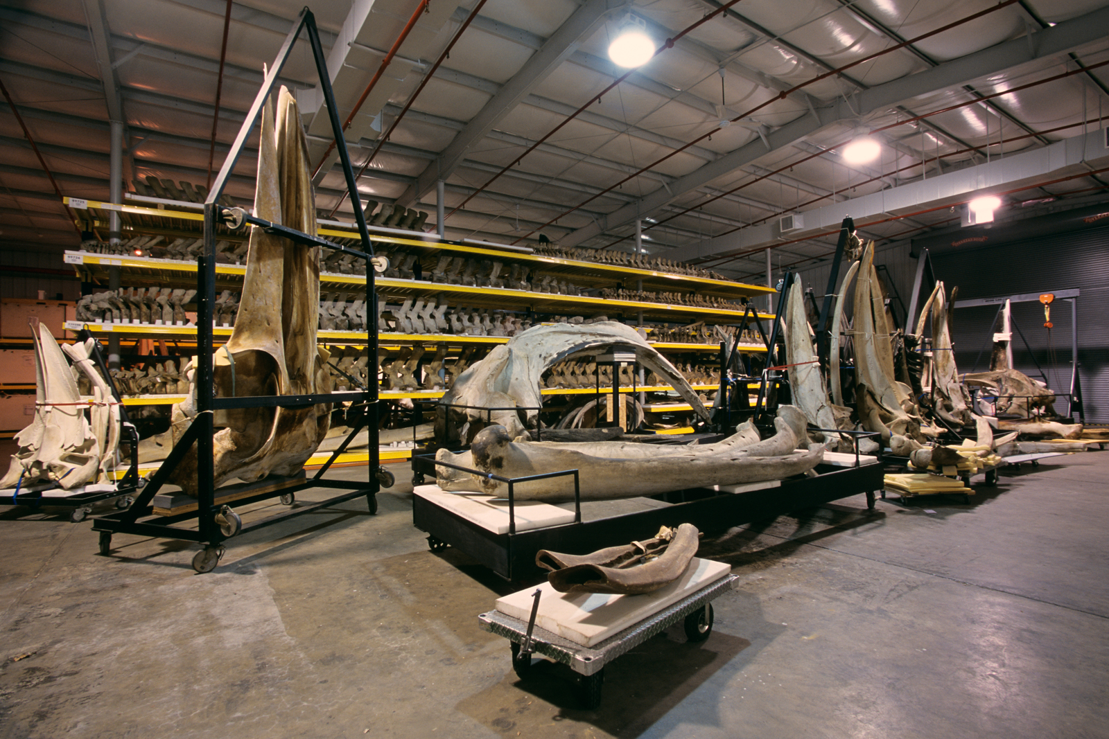 Whale Skeletons, Museum Support Center