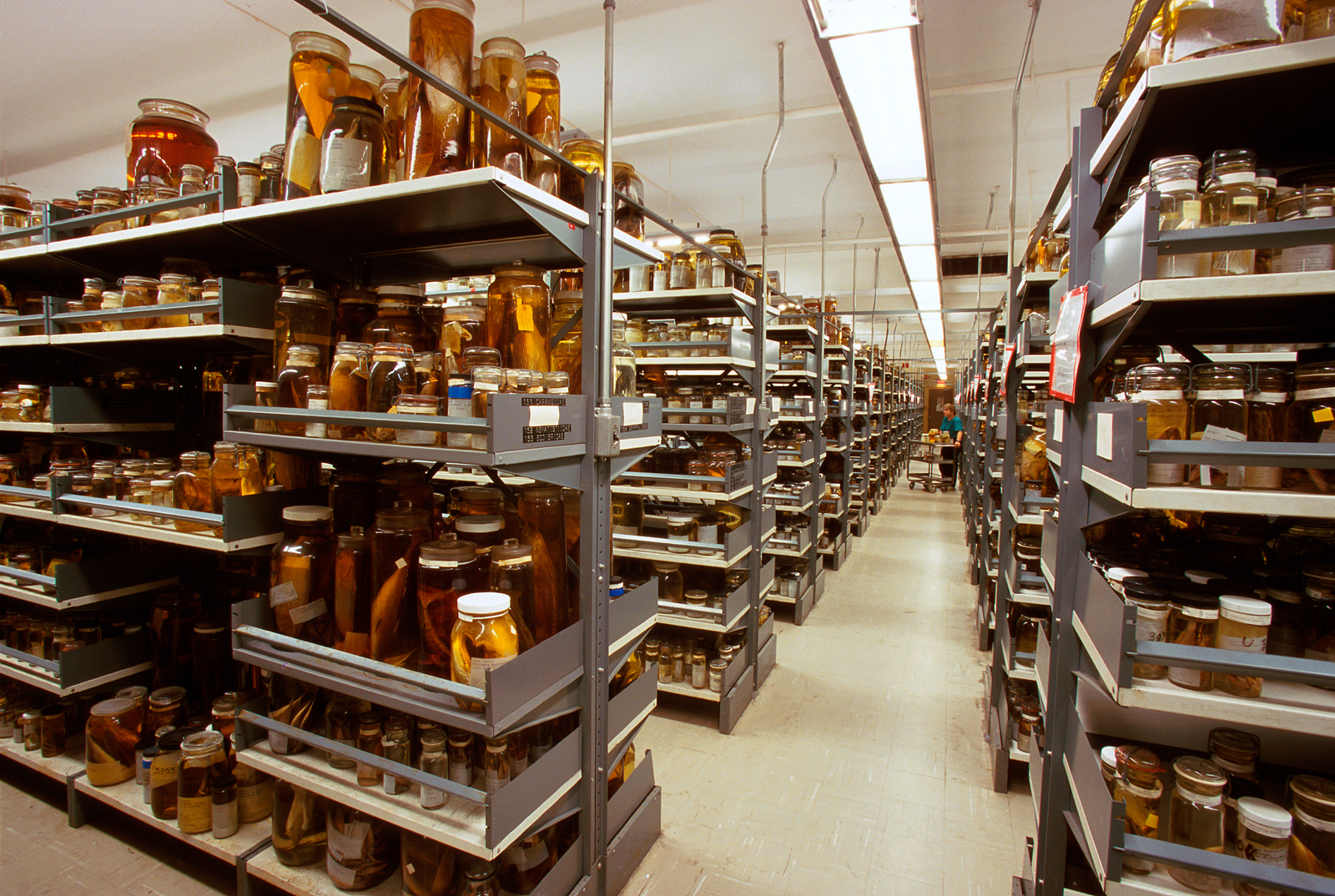 Fish Collections in Alcohol, National Museum of Natural History