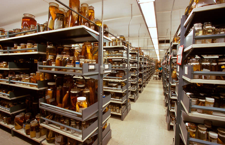 Incredible US Museum of Natural History Secret Collections Backstage