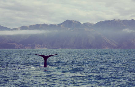 Dreamlike Pictures of a One-Month Trip in New Zealand