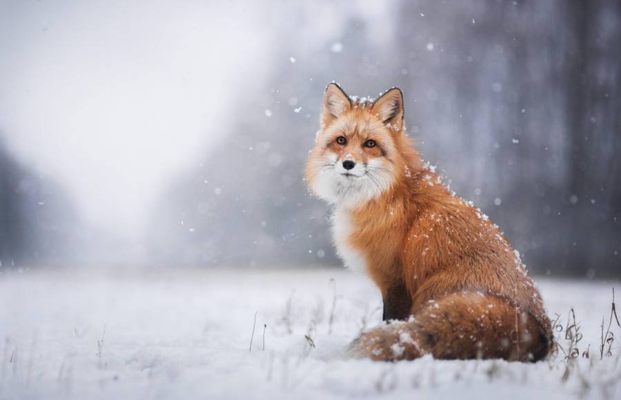 Enchanting Portraits of a Red Fox