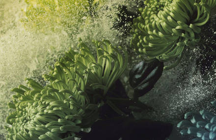Flowers Enhanced with Color Powder