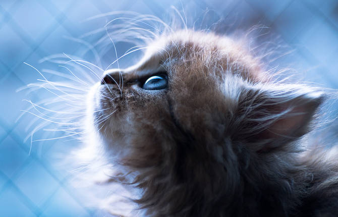 Cute Photographs of an Adorable Kitten