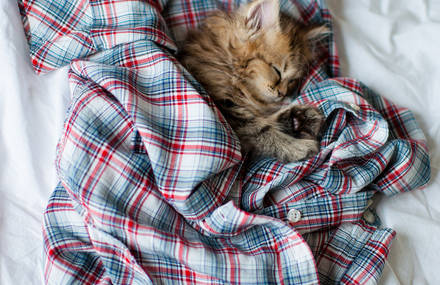 Cute Photographs of an Adorable Kitten