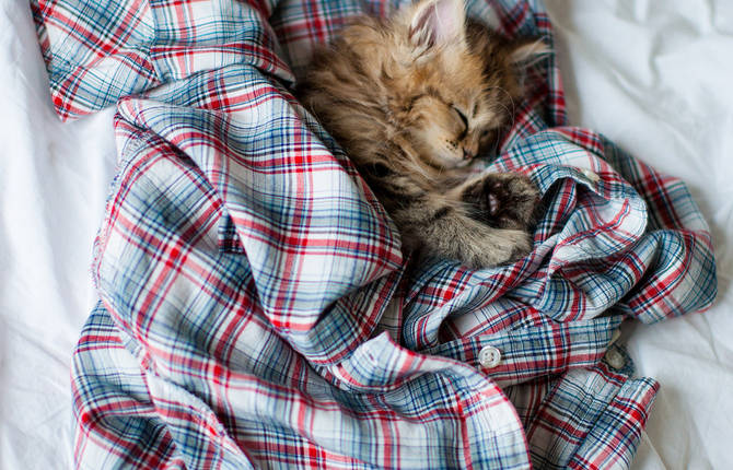 Cute Photographs of an Adorable Kitten