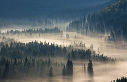 Wonderful Nature & Fog Photography