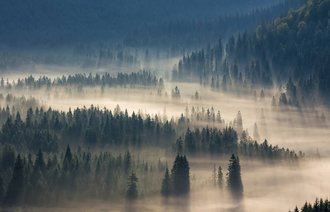 Wonderful Nature & Fog Photography