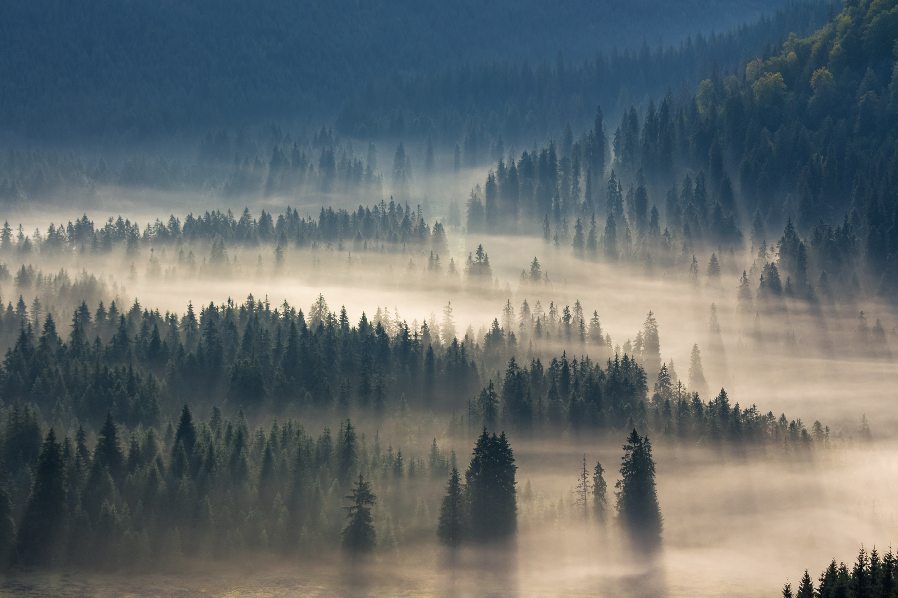 fir trees on a meadow down the will  to coniferous forest in foggy mountains