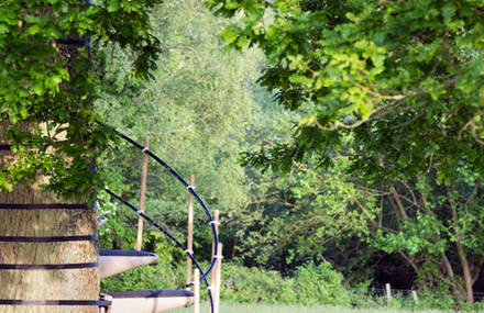 Original Spiral Staircase Wraps Trees