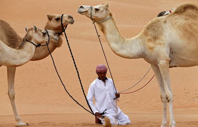 Stunning Pictures of Camels Crossing Hameem Desert