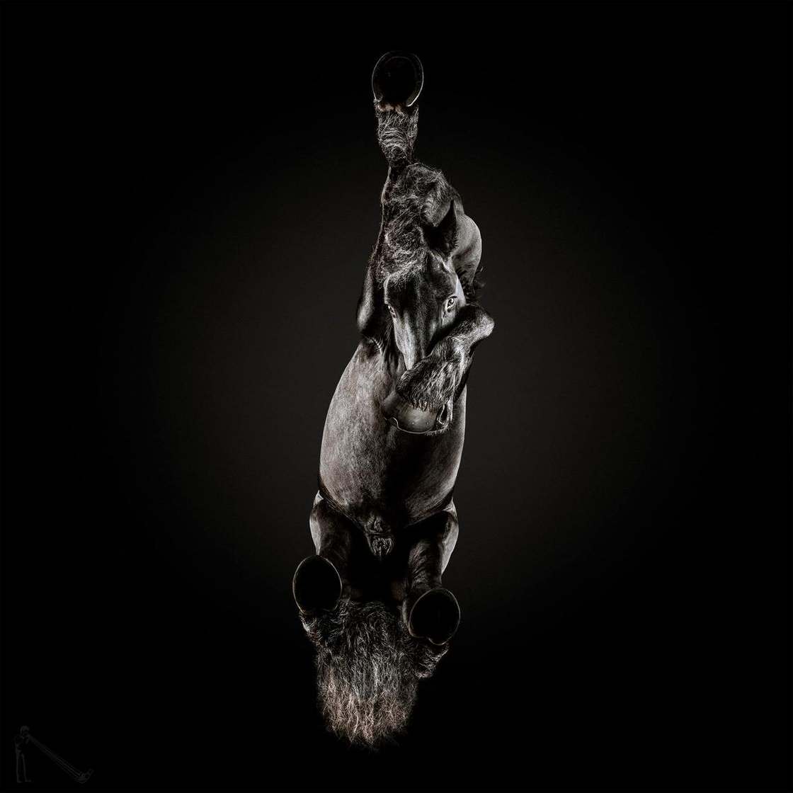 under horses photographer andrius burba - fubiz 2